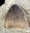Igdamanosaurus (Globidens) Mosasaur Tooth In Rock #51922-1